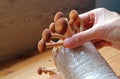 Man`s Hand Harvesting Growth Velvet Pioppini Mushroom or Grown as Houseplant
