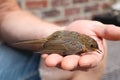 man's hand holding a baby robin bird Royalty Free Stock Photo