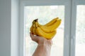 Man's hand holding bananas, natural daylight Royalty Free Stock Photo