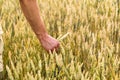 Man`s hand holding barley. Agriculture. Sunset. Farmer touching his crop with hand in a golden wheat field. Harvesting, organic Royalty Free Stock Photo