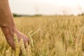 Man`s hand holding barley. Agriculture. Sunset. Farmer touching his crop with hand in a golden wheat field. Harvesting, organic Royalty Free Stock Photo