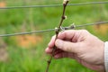 A Man`s Hand Holding the Budding Vine in a Vineyard