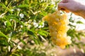 ManÃÂ´s hand holding a bunch of ripe white grapes in the sunlight, in a green field background, near green tree leaves Royalty Free Stock Photo