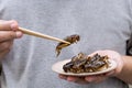 Man`s hand holding chopsticks eating Crickets insect on plate. Food Insects for eat as food items, it is good source of meal high