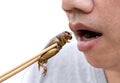 Man`s hand holding chopsticks eating Crickets insect on white background. Food Insects for eat as food items, it is good source o