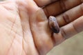 A man's hand holding a cocoa seed Royalty Free Stock Photo