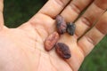 A man's hand holding a cocoa seeds Royalty Free Stock Photo
