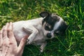 Man`s hand is holding a cute little Chihuahua dog by the stomach lying on a green lawn Royalty Free Stock Photo