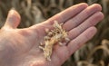 Hand holding an ear of corn and grains in a wheat field. harvest. The concept of agriculture, crop capacity Royalty Free Stock Photo