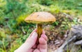 Man`s hand holding the flywheel mushroom