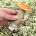 Man`s hand holding the flywheel mushroom, reindeer moss on background Royalty Free Stock Photo