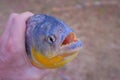 Man`s hand holding freshly caught piranha fish with big teeth in Mato Grosso, Pantanal, Brazil