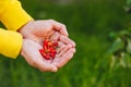 A man`s hand is holding a freshly picked ripe fruit of a red sweet cherry with sprigs and a vinelet on a background of grass. Royalty Free Stock Photo