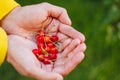 A man`s hand is holding a freshly picked ripe fruit of a red sweet cherry with sprigs and a vinelet on a background of grass. Royalty Free Stock Photo