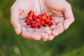 A man`s hand is holding a freshly picked ripe fruit of a red sweet cherry with sprigs and a vinelet on a background of grass. Royalty Free Stock Photo