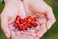 A man`s hand is holding a freshly picked ripe fruit of a red sweet cherry with sprigs and a vinelet on a background of grass. Royalty Free Stock Photo