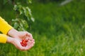 A man`s hand is holding a freshly picked ripe fruit of a red sweet cherry with sprigs and a vinelet on a background of grass. Royalty Free Stock Photo