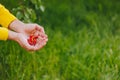 A man`s hand is holding a freshly picked ripe fruit of a red sweet cherry with sprigs and a vinelet on a background of grass. Royalty Free Stock Photo