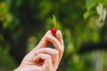 A man`s hand is holding a freshly picked ripe fruit of a red sweet cherry with sprigs and a vinelet on a background of grass. Royalty Free Stock Photo