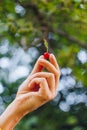 A man`s hand is holding a freshly picked ripe fruit of a red sweet cherry with sprigs and a vinelet on a background of grass. Royalty Free Stock Photo