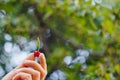 A man`s hand is holding a freshly picked ripe fruit of a red sweet cherry with sprigs and a vinelet on a background of grass. Royalty Free Stock Photo