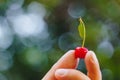 A man`s hand is holding a freshly picked ripe fruit of a red sweet cherry with sprigs and a vinelet on a background of grass. Royalty Free Stock Photo