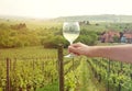 Man`s hand holding a glass of white wine near the wineyard Royalty Free Stock Photo