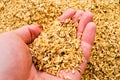 A man`s hand holding a handful of rice chaff Royalty Free Stock Photo