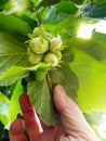 Man`s hand holding hazelnut bunch on the nut-tree