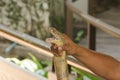 The man`s hand is holding the King cobra Royalty Free Stock Photo