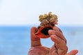 Man`s hand holding a live rapana in shell on background of a sea