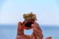 Man`s hand holding a live rapana in shell on background of a sea