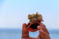 Man`s hand holding a live rapana in shell on background of a sea