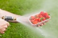 Man's hand holding old water sprinkler washing strawberrie Royalty Free Stock Photo