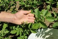 Man`s hand is holding a potato plant. Royalty Free Stock Photo