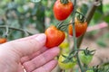 A man`s hand holding a red ripe cherry tomato Royalty Free Stock Photo