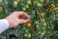 A man`s hand holding a red ripe cherry tomato Royalty Free Stock Photo