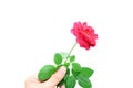 Man`s hand holding red rose isolated on white background