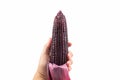 Man`s hand holding red sweet corn or Siam Ruby Queen can be eaten fresh isolated on a white background Royalty Free Stock Photo