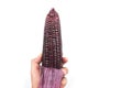 Man`s hand holding red sweet corn or Siam Ruby Queen can be eaten fresh isolated on a white background Royalty Free Stock Photo