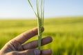 Man& x27;s hand holding spikelet of barley against fertile field of barley and blue sky. Royalty Free Stock Photo