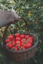 Man`s hand holding a tomatoes basket Royalty Free Stock Photo