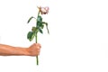 Man's hand holding withered rose isolated on white background. Disappointment in love or fail in love concept.