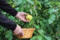 A man`s hand holds an apple, ready to pluck under an apple tree into a basket Royalty Free Stock Photo