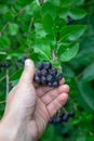 A man`s hand holds a bunch of berries of chokeberry on a branch in the garden