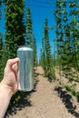 A man& x27;s hand holds a clean aluminum beer can without a logo on the background of a field of hops. Vertical