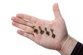 Man`s hand holds magic keys on a white background