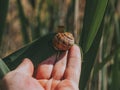 A manÃ¢â¬â¢s hand holds a green leaf on which a large snail crawls. A Big Snail On A Green Leaf. Summer Concept. Wallpaper. High Royalty Free Stock Photo