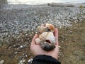 A man`s hand holds a handful of stones Royalty Free Stock Photo