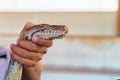 Man`s hand holds head large snake Python.